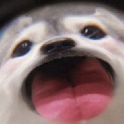 被老板催的兔子