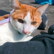 糖糖呆呆小鱼仔