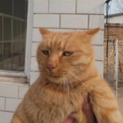 养只进口猫
