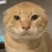 家里请了哈基高