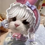 意大利猫猫