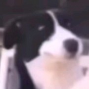 也许还会做梦